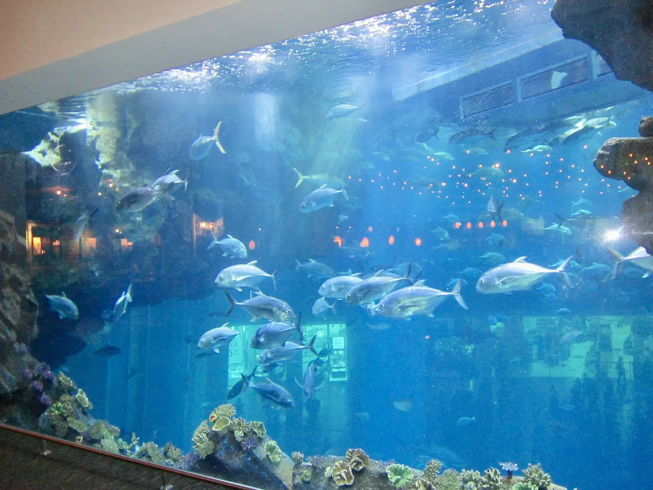 ปลาขนาดใหญ่ว่ายในตู้หลักของ Dubai Aquarium ภาพจาก Wikimedia Commons ผู้ถ่าย Ank Kumar สัญญา CC BY-SA 4.0