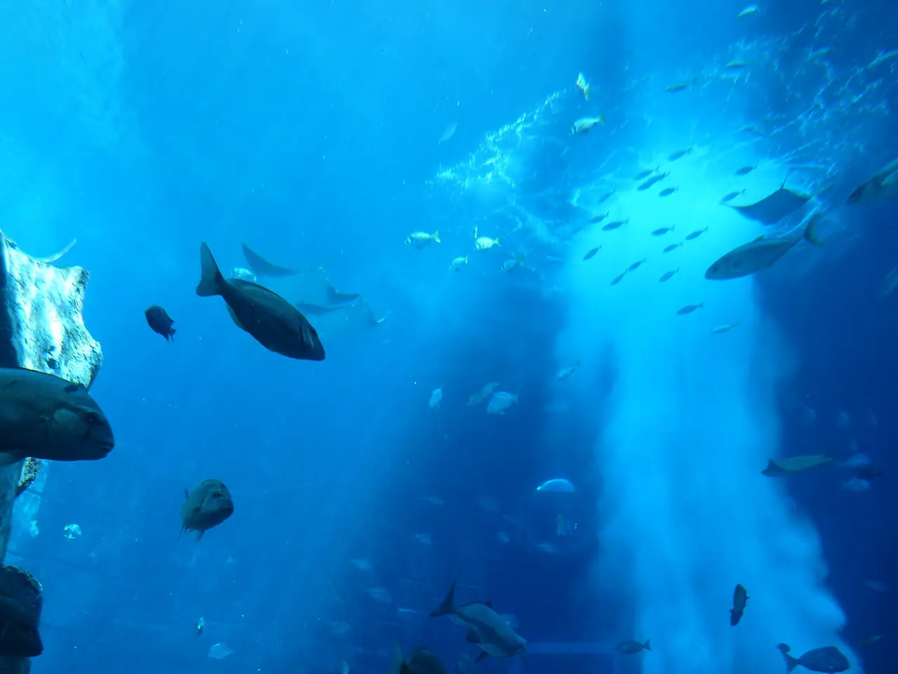 ภายในตู้ปลา The Lost Chambers เดิมที่ Atlantis เป็นภาพเก่า ไม่ใช่ Lost World Aquarium ปัจจุบัน ภาพจาก Wikimedia Commons ผู้ถ่าย AwOiSoAk KaOsIoWa สัญญา CC BY-SA 3.0