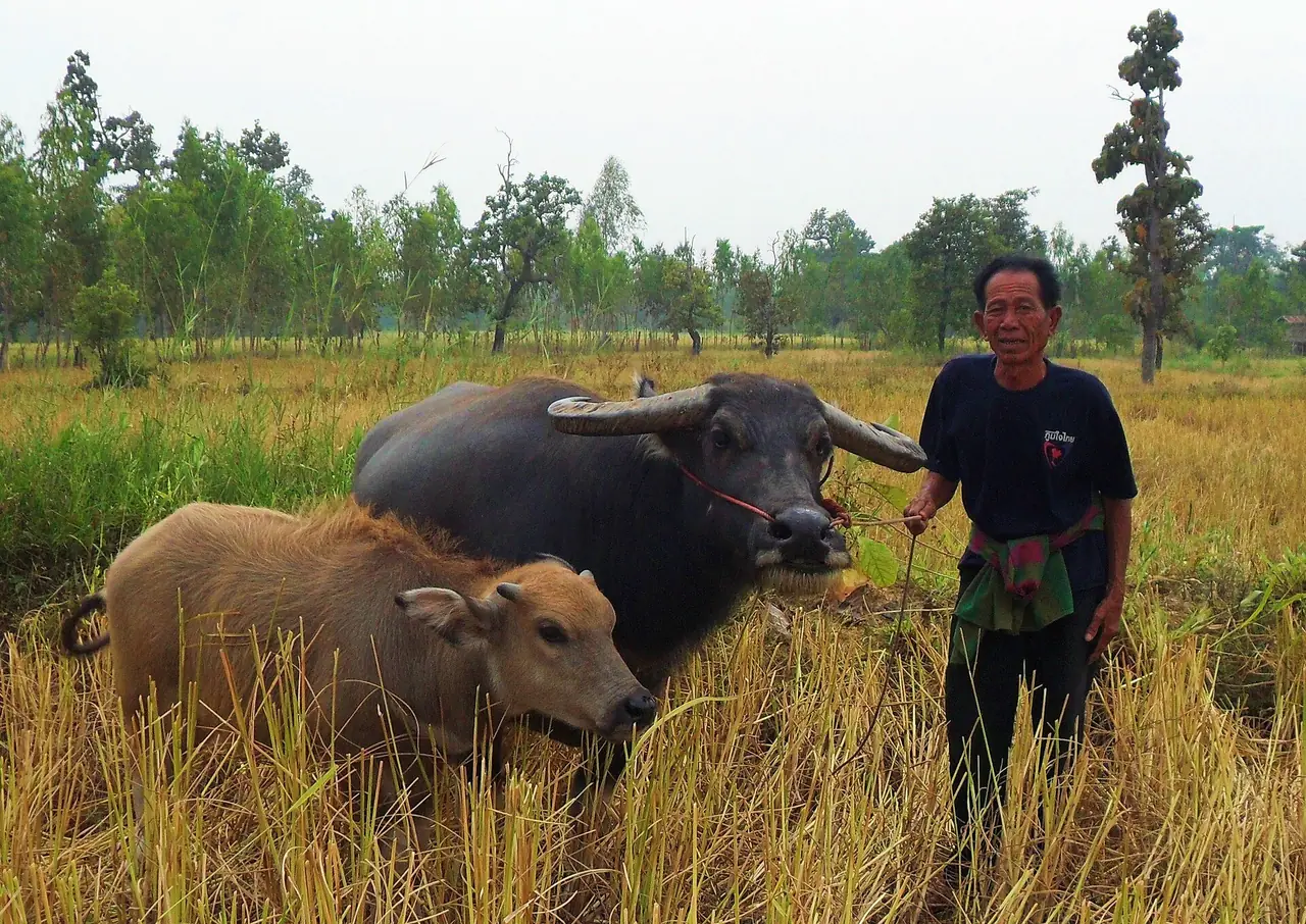 A farmer leading a buffalo and calf through a harvested rice field in Amnat Charoen province