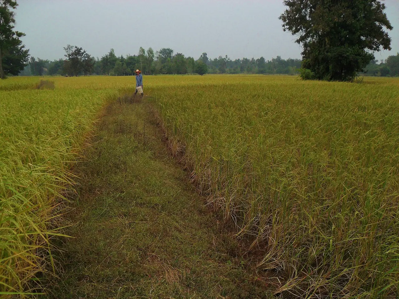 Ripening rice field in Pathum Ratchawongsa district, Amnat Charoen