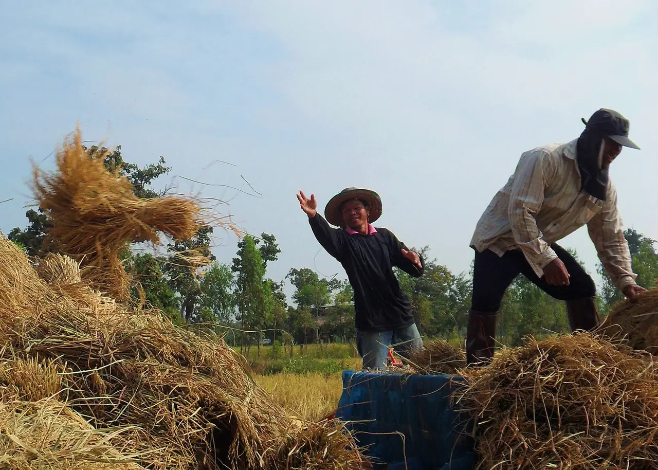Farmers piling rice straw at harvest time in Amnat Charoen province