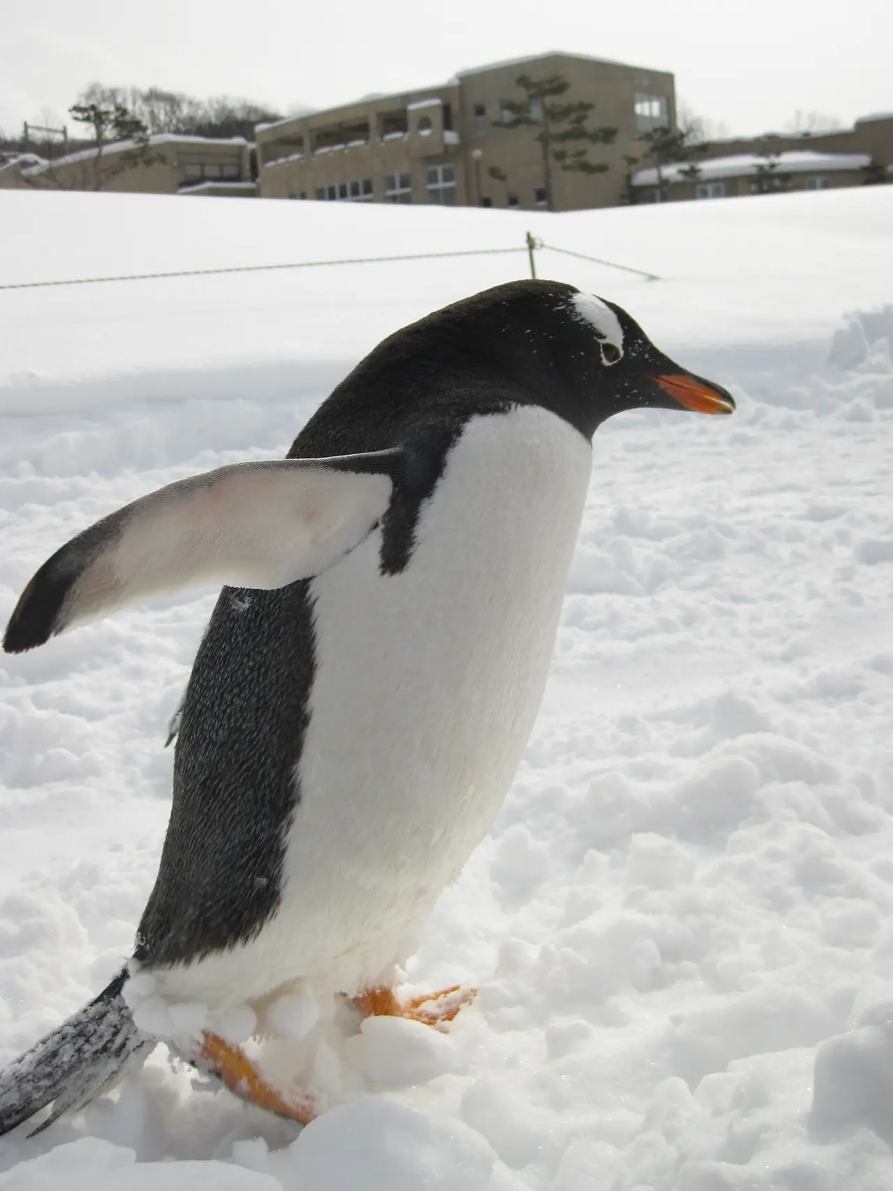 เพนกวินเจนทู (Gentoo) บนหิมะ (ภาพเพนกวิน)