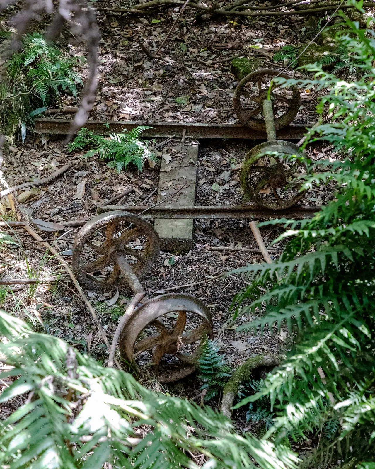 Scenic Walkway ใน Scenic World คาทูมบา ภาพถ่ายจาก Wikimedia Commons