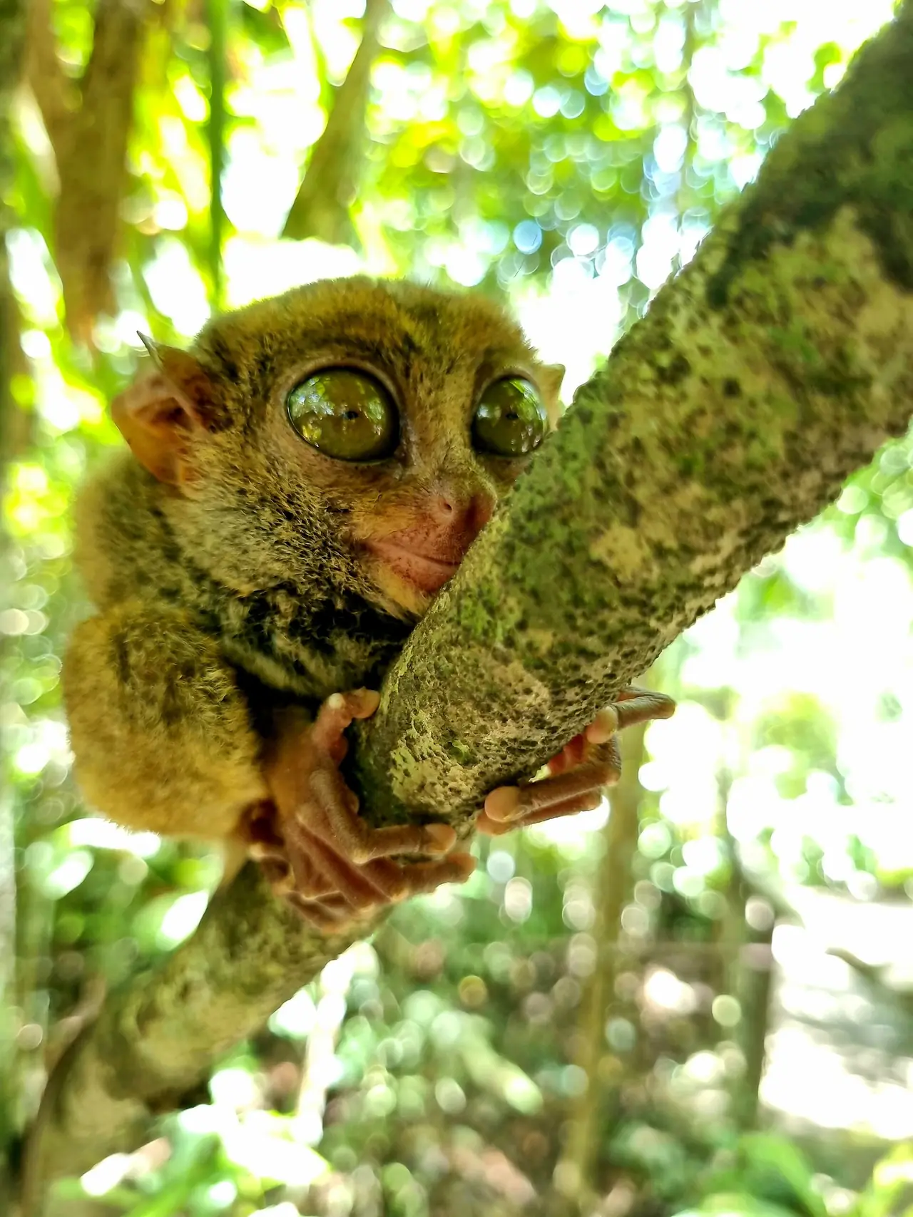 ทาร์เซียร์ที่ผู้ถ่ายภาพระบุว่าเป็น Bohol Tarsier Conservation Area (เราไม่ทราบแน่ว่าเป็นแห่งไหนในสองที่)