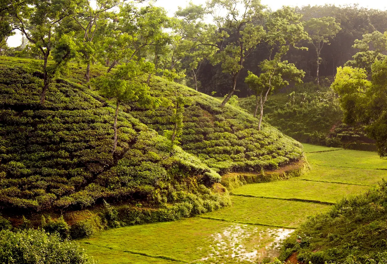 ไร่ชาแถวศรีมงคลบนเนินต่ำ ภาพจาก Wikimedia Commons ผู้ถ่าย Xahidur Reza สัญญา CC BY 2.0