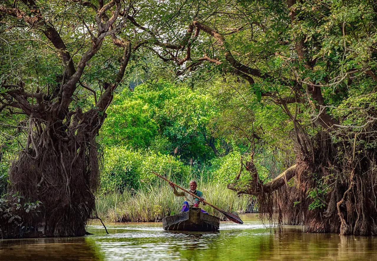 เรือพายเล็กผ่านต้นไม้ใหญ่ในราตาร์กุล ภาพจาก Wikimedia Commons ผู้ถ่ายต้นฉบับ Abdulmominbd สัญญา CC BY-SA 4.0