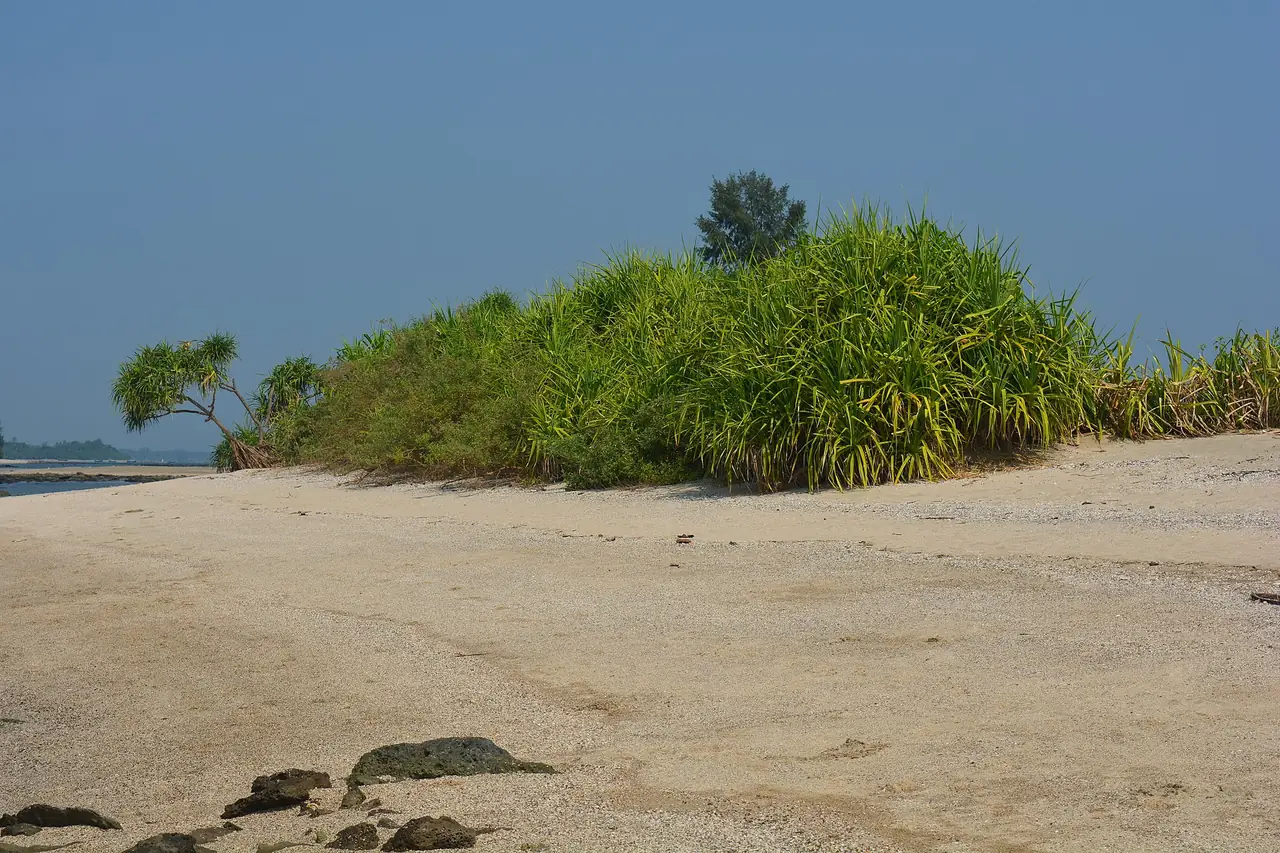 เชรา ดวีป เกาะแยกเล็กที่มีทรายและพืชชายหาด ภาพจาก Wikimedia Commons ผู้ถ่าย Syed Sajidul Islam สัญญา CC BY-SA 4.0