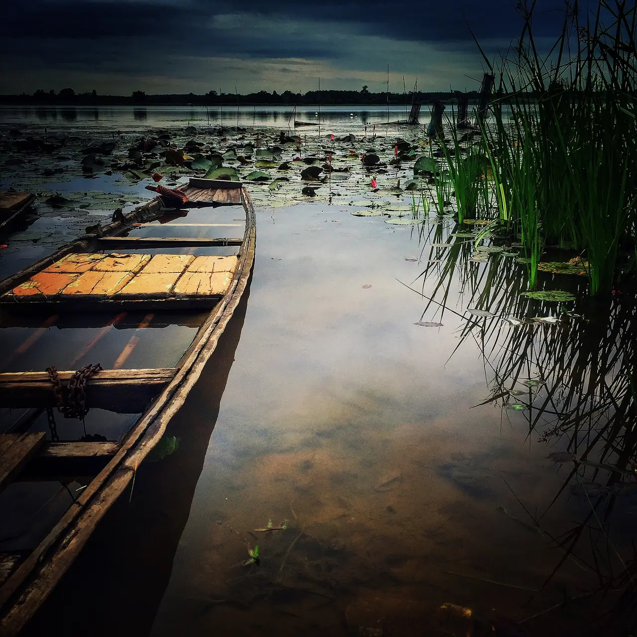 เรือไม้ลำเล็กท่ามกลางบัวและต้นกกที่บึงโขงหลง