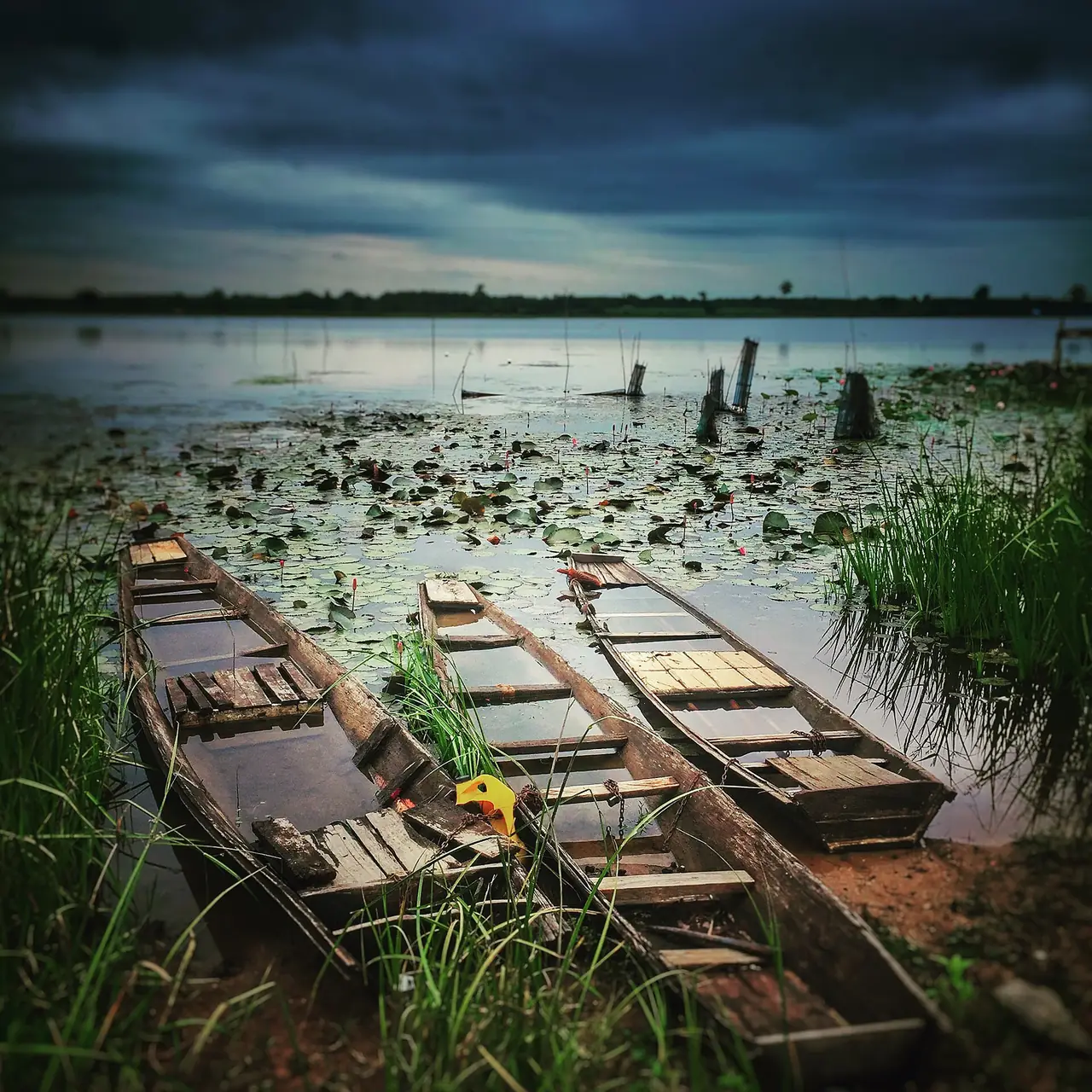 ริมบึงโขงหลง ตามชื่อไฟล์บน Wikimedia Commons ภาพของ ::::=UT=:::: จาก Wikimedia Commons ใบอนุญาต CC BY-SA 3.0 เป็นภาพประกอบ ไม่ระบุจุดที่แน่นอน