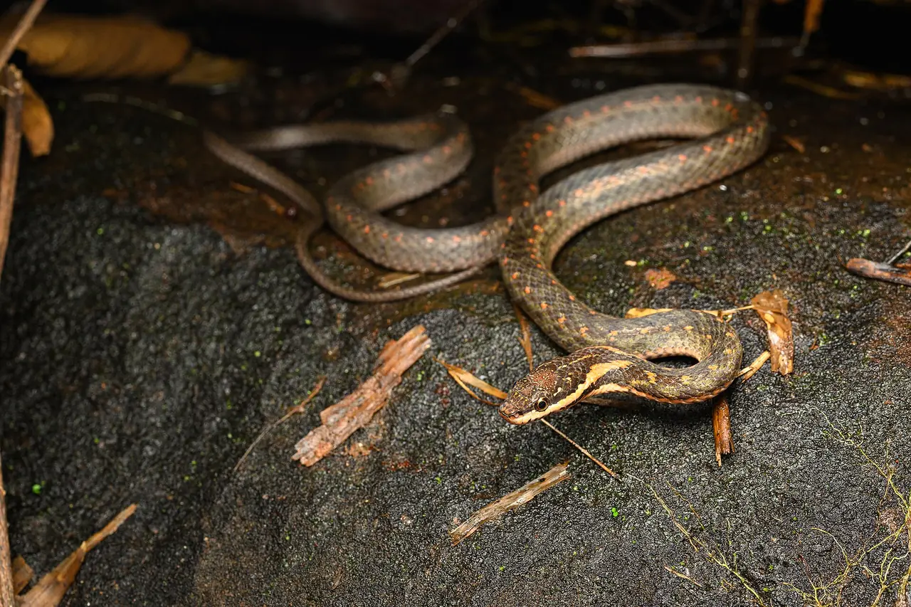 งูชนิด Hebius leucomystax ที่บันทึกในเขตรักษาพันธุ์สัตว์ป่าภูวัว ตามคำอธิบายบน Wikimedia Commons ภาพของ Rushenb จาก Wikimedia Commons ใบอนุญาต CC BY-SA 4.0 เป็นภาพประกอบเรื่องสัตว์ป่า ไม่ใช่ภาพน้ำตก