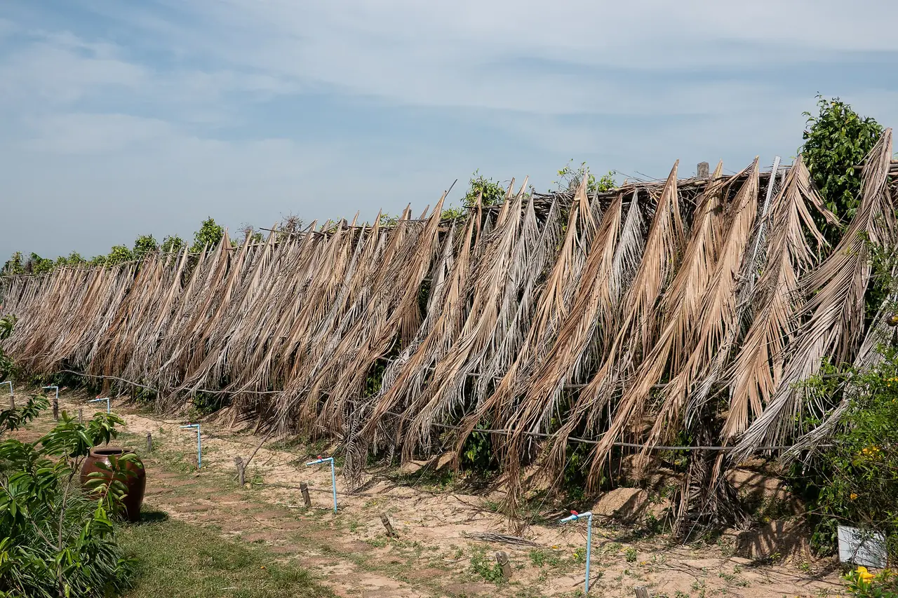 ไร่พริกไทยในจังหวัดกำปอต ภาพจาก Wikimedia Commons ถ่ายที่ฟาร์มหนึ่งในจังหวัด เป็นภาพประกอบทั่วไป