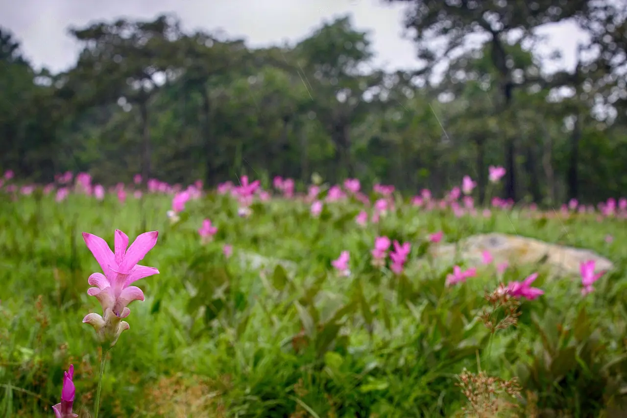 ดอกกระเจียวในป่าเต็งรังที่อุทยานแห่งชาติป่าหินงาม