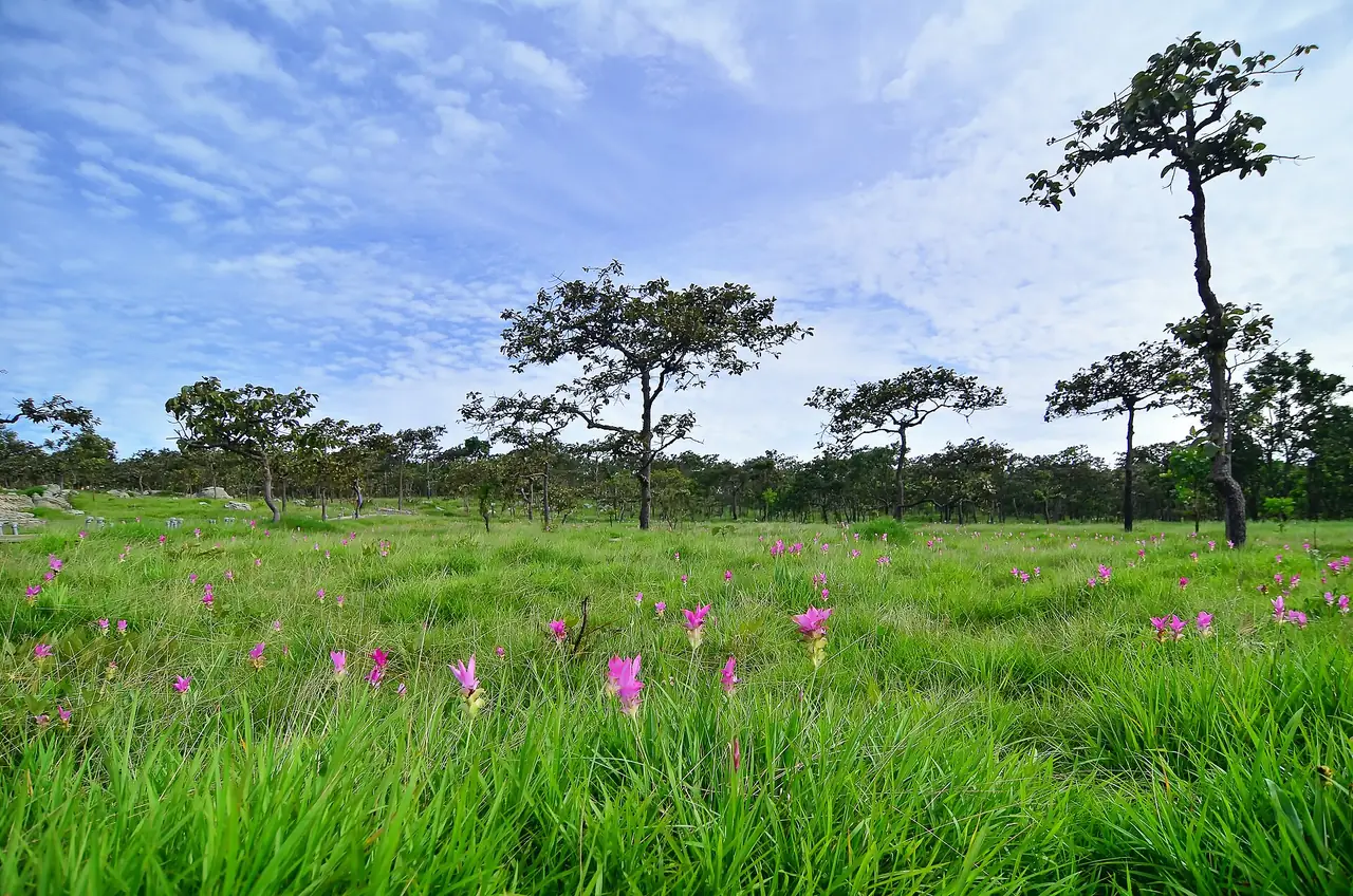 ภาพชัยภูมิ: เมืองอีสานตอนกลางที่มีทุ่งกระเจียว หินทรายรูปร่างแปลก และน้ำตกกลางป่าเต็งรัง