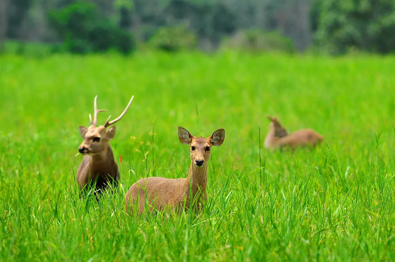 เนื้อทราย (Indochinese hog deer) ในทุ่งหญ้าเขียวที่เขตรักษาพันธุ์สัตว์ป่าภูเขียว ภาพของ Emaruchi จาก Wikimedia Commons ใบอนุญาต CC BY-SA 4.0 คอมมอนส์ระบุว่าเป็นเนื้อทรายอินโดจีนในทุ่งหญ้าเขตรักษาพันธุ์ ภาพนี้เป็นภาพประกอบ ไม่รับรองว่าจะเห็นสัตว์ในวันที่ไป