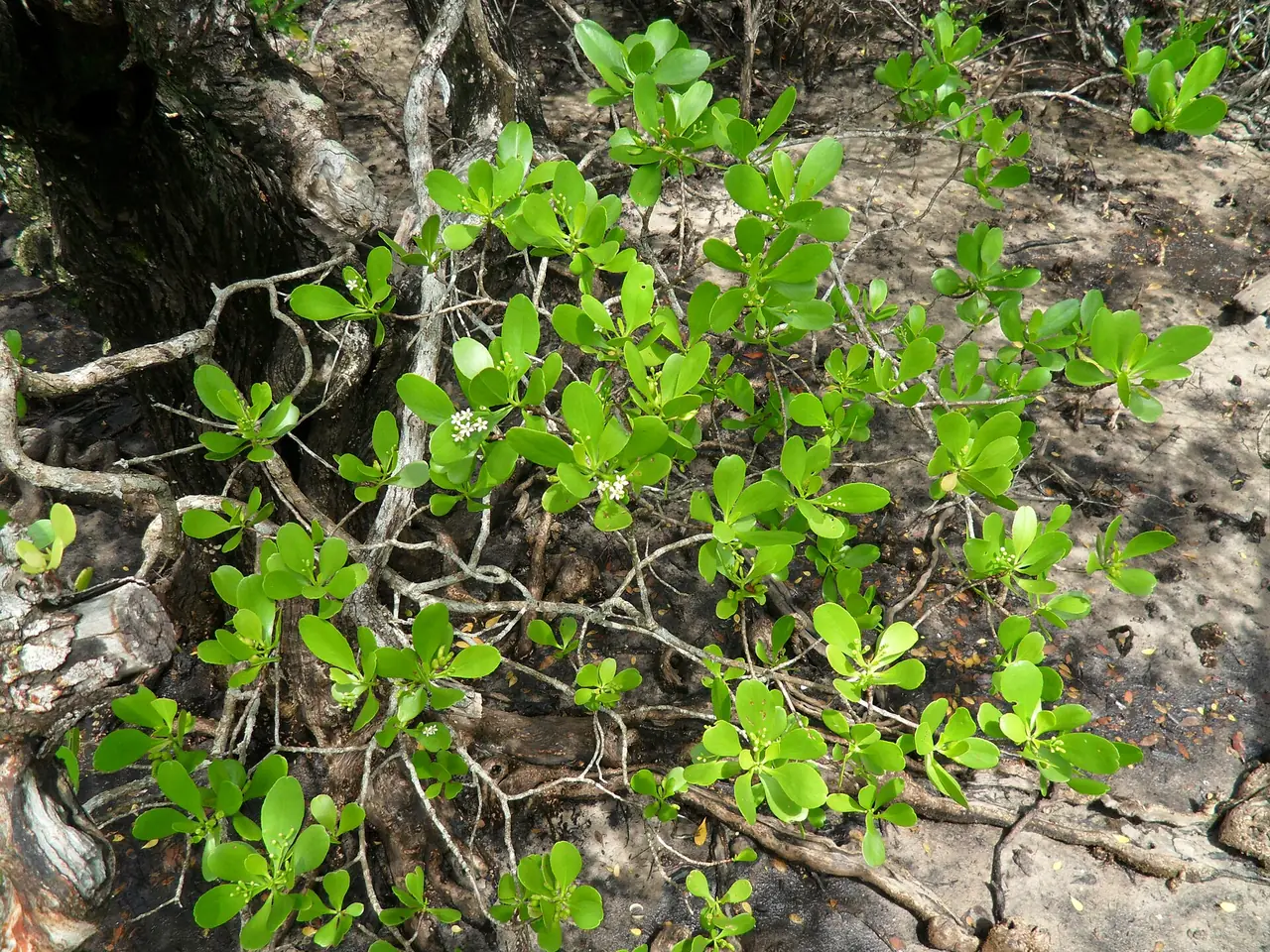 Mangrove foliage at Kung Krabaen on the Chanthaburi coast