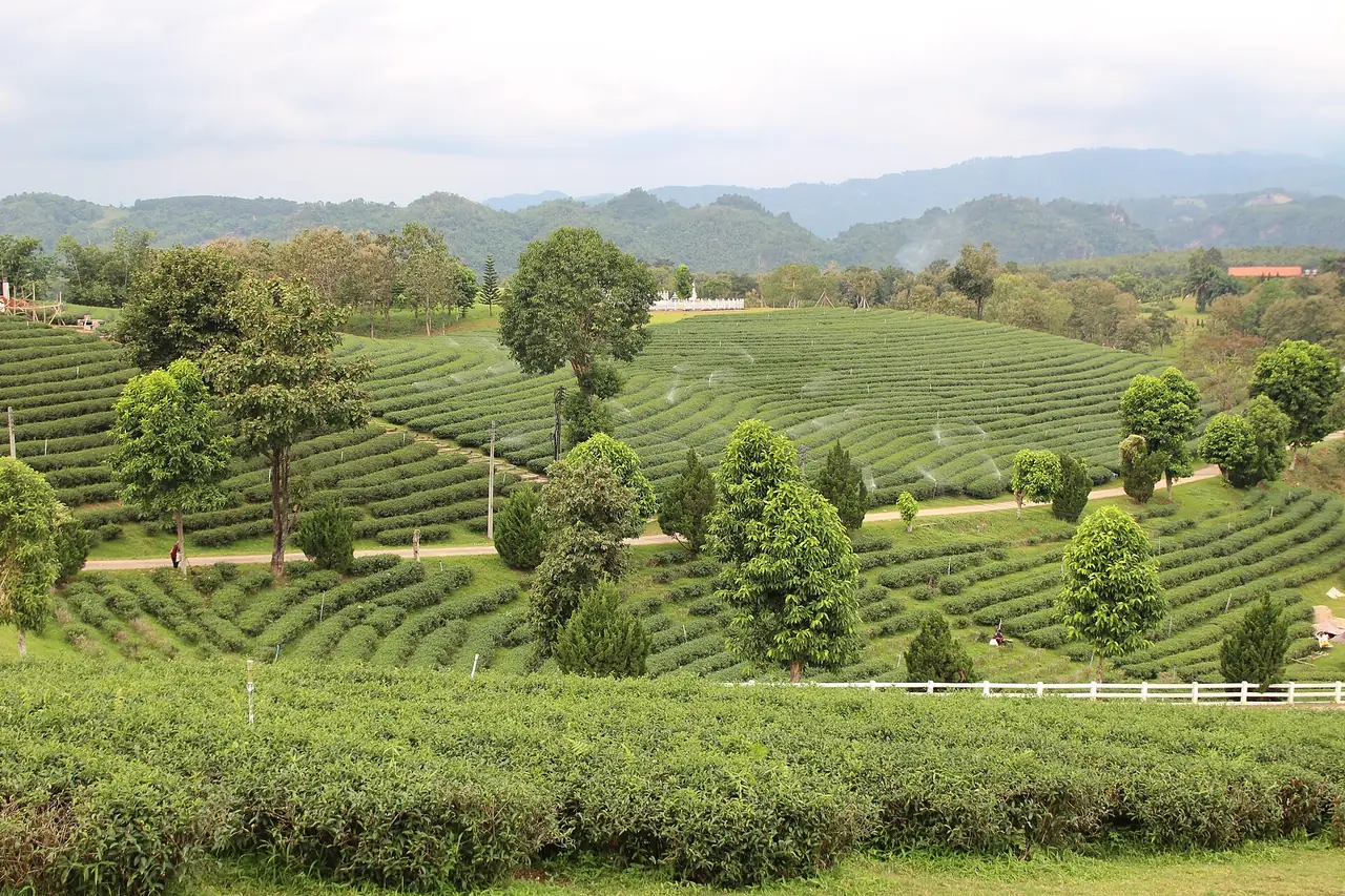 แถวต้นชาเป็นขั้นบันไดตามเนินเขา ภาพประกอบไร่ชาฉุยฟง เชียงราย ภาพจาก Wikimedia Commons (Pixabay user Denchai เผยแพร่แบบ CC0)
