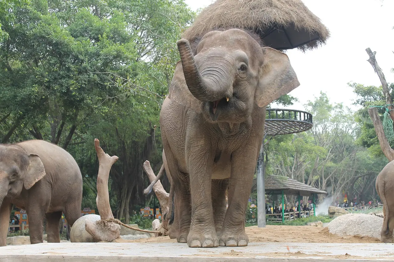 ช้างเอเชียในฉางหลงซาฟารีปาร์ก ภาพถ่ายโดย Haiqal08