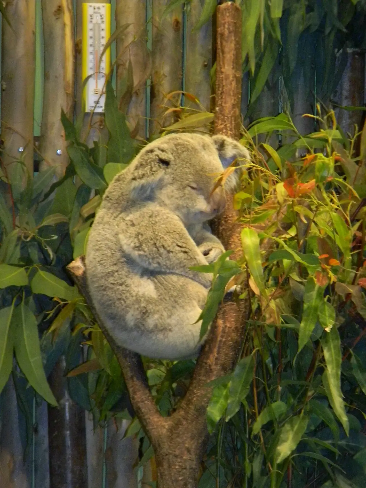 โคอาล่าในซาฟารีปาร์ก ภาพถ่ายโดย Ecow
