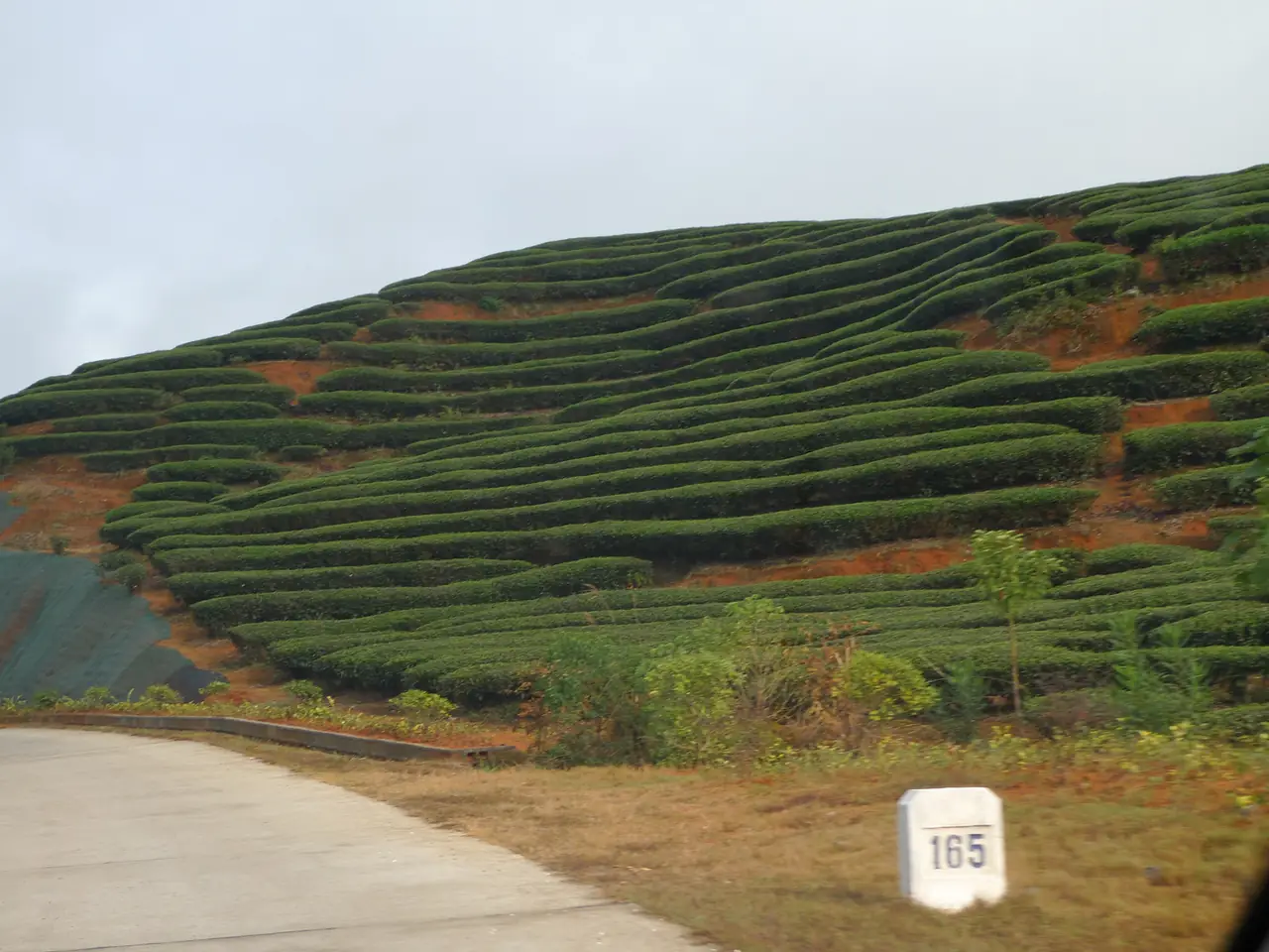 ไร่ชาขั้นบันไดริมถนนในเขตอู่อี๋ซาน ภาพจาก Wikimedia Commons ผู้ถ่าย Gisling สัญญา CC BY-SA 3.0 ภาพถ่ายจากข้างทาง ไม่ใช่สวนท่องเที่ยวที่เก็บค่าเข้าโดยเฉพาะ