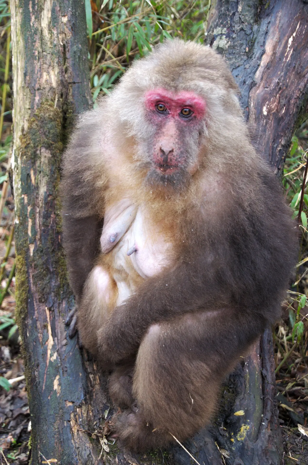 ลิงหิมาลัยทิเบตเก่าตัวเมียบนยอดทองคำ ภาพจาก Wikimedia Commons ผู้ถ่าย Popolon สัญญา CC BY-SA 3.0