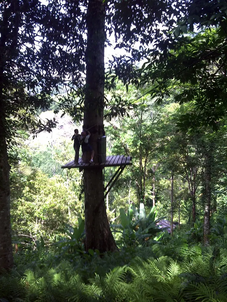 A zipline platform built around a rainforest tree on a Phuket jungle zipline course: it shows the kind of terrain, not necessarily Flying Hanuman itself