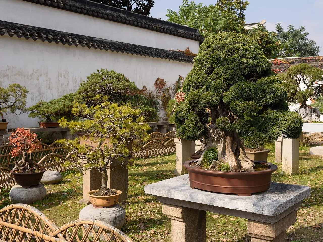ต้นไม้แคระ (penjing) ในสวนผู้บริหารที่ต่ำต้อย ภาพ CC BY-SA 4.0
