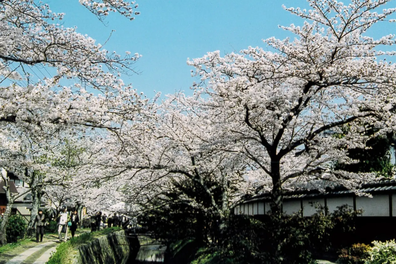 ซากุระบานตลอดทางเดินนักปราชญ์ ภาพจาก Wikimedia Commons ผู้ถ่าย Kirin7739 สัญญา CC BY-SA 4.0