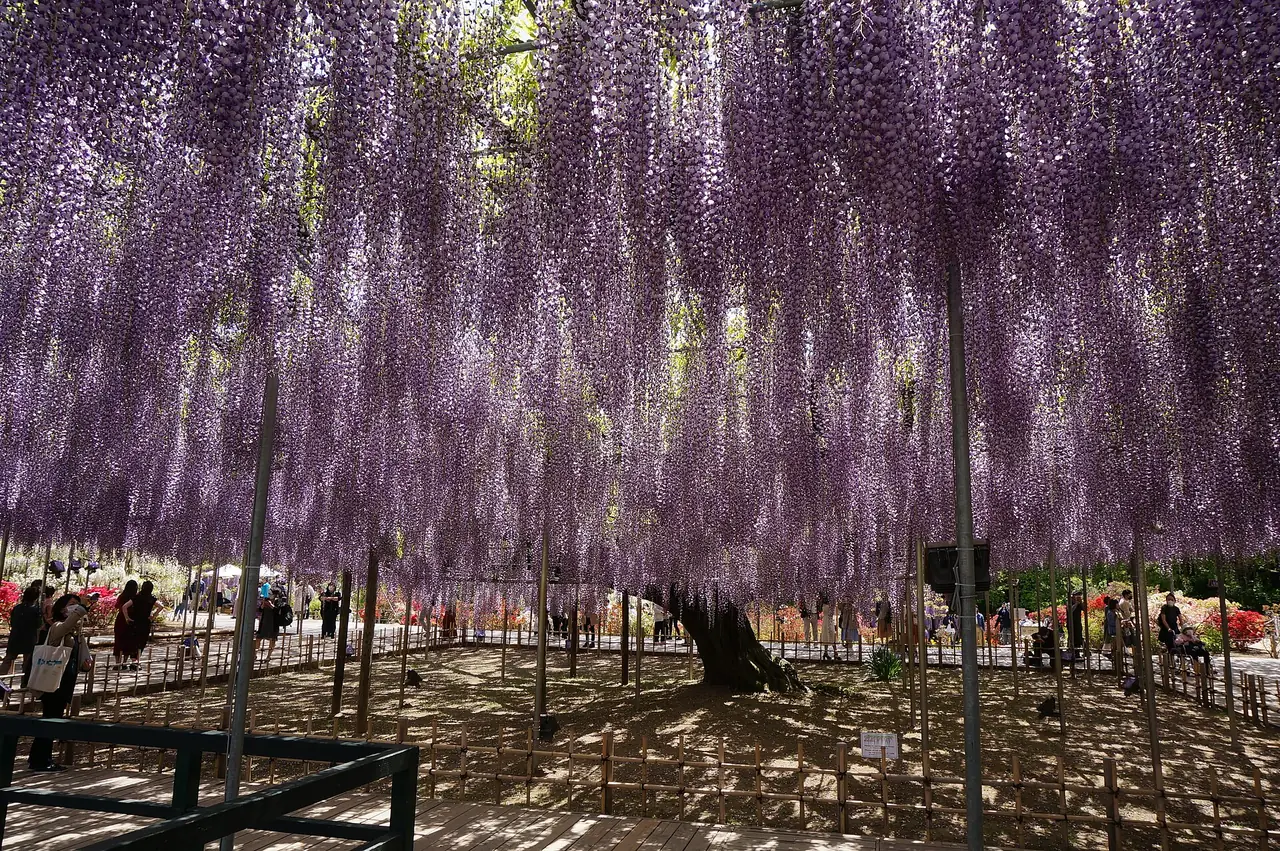 ซุ้มดอกวิสทีเรียสีม่วงในสวนดอกไม้อาชิคางะ ห้อยระย้าคลุมลานกว้าง ภาพจาก Wikimedia Commons ผู้ถ่าย SLIMHANNYA สัญญา CC BY-SA 4.0