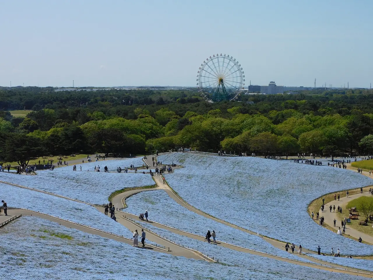 เนินมิฮาราชิสีฟ้าอ่อนจากดอกเนโมฟิลา มีชิงช้าสวรรค์ของสวนสนุกอยู่ด้านหลัง ภาพจาก Wikimedia Commons ผู้ถ่าย Miyuki Meinaka สัญญา CC BY-SA 4.0