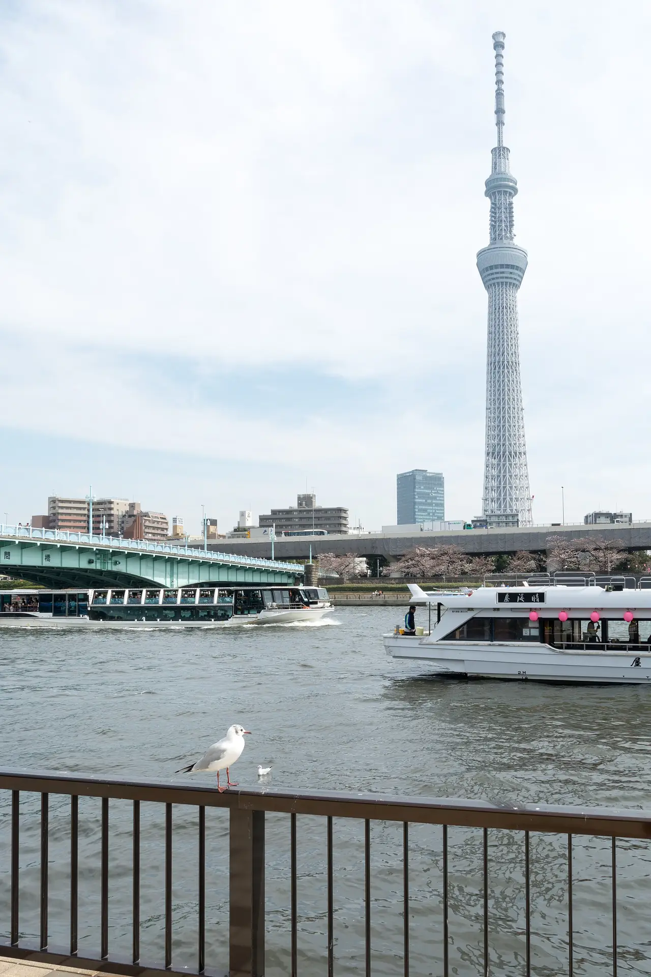 เรือโดยสารบนแม่น้ำสุมิดะช่วงอาซากุสะ มีโตเกียวสกายทรีอยู่ด้านหลัง ภาพจาก Wikimedia Commons ผู้ถ่าย Yoshikazu TAKADA สัญญา CC BY 2.0