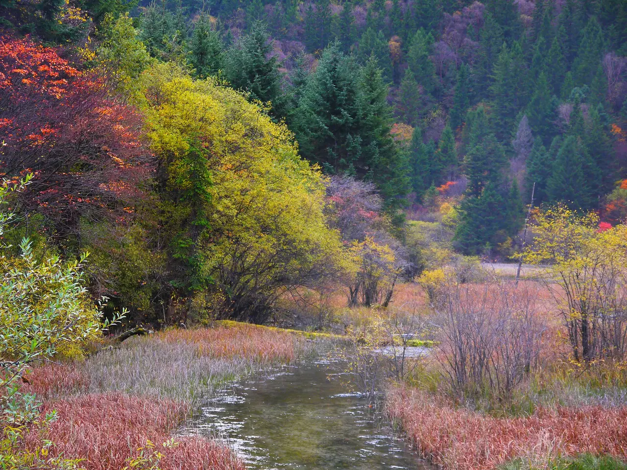 ทะเลไผ่ลูกศร (箭竹海 Arrow Bamboo Lake) สีเหลืองแดงของใบไม้ริมฝั่ง ภาพถ่ายโดย Culantor Lin