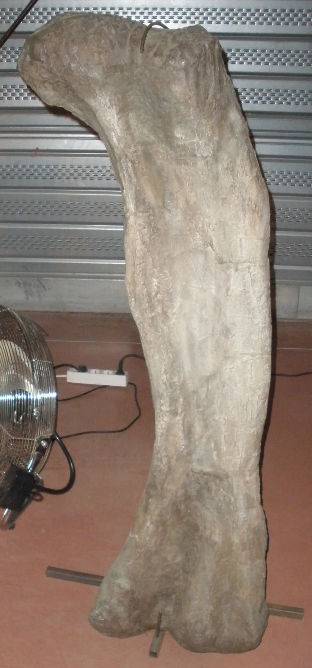 กระดูกต้นขาซากดึกดำบรรพ์ของไดโนเสาร์ Phuwiangosaurus sirindhornae ภาพของ Ghedoghedo จาก Wikimedia Commons ใบอนุญาต CC BY-SA 3.0 เป็นภาพประกอบ Commons ไม่ได้ระบุว่าถ่ายที่ภูกุ้มข้าว ชิ้นนี้ไม่ใช่ตัวอย่างที่แสดงในพิพิธภัณฑ์นี้ตามที่เรายืนยันได้