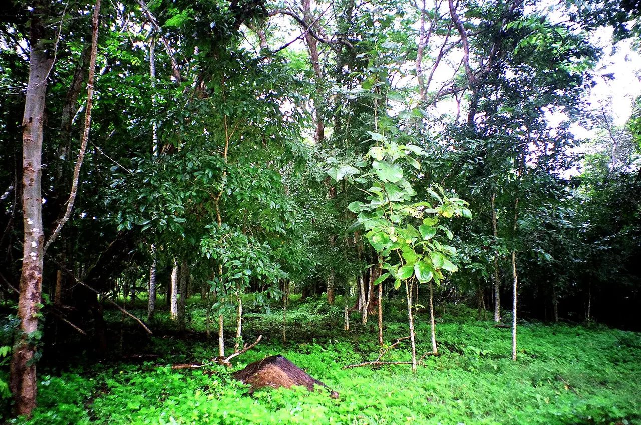 ป่าในอุทยานแห่งชาติไทรโยค ภาพถ่ายจาก Wikimedia Commons
