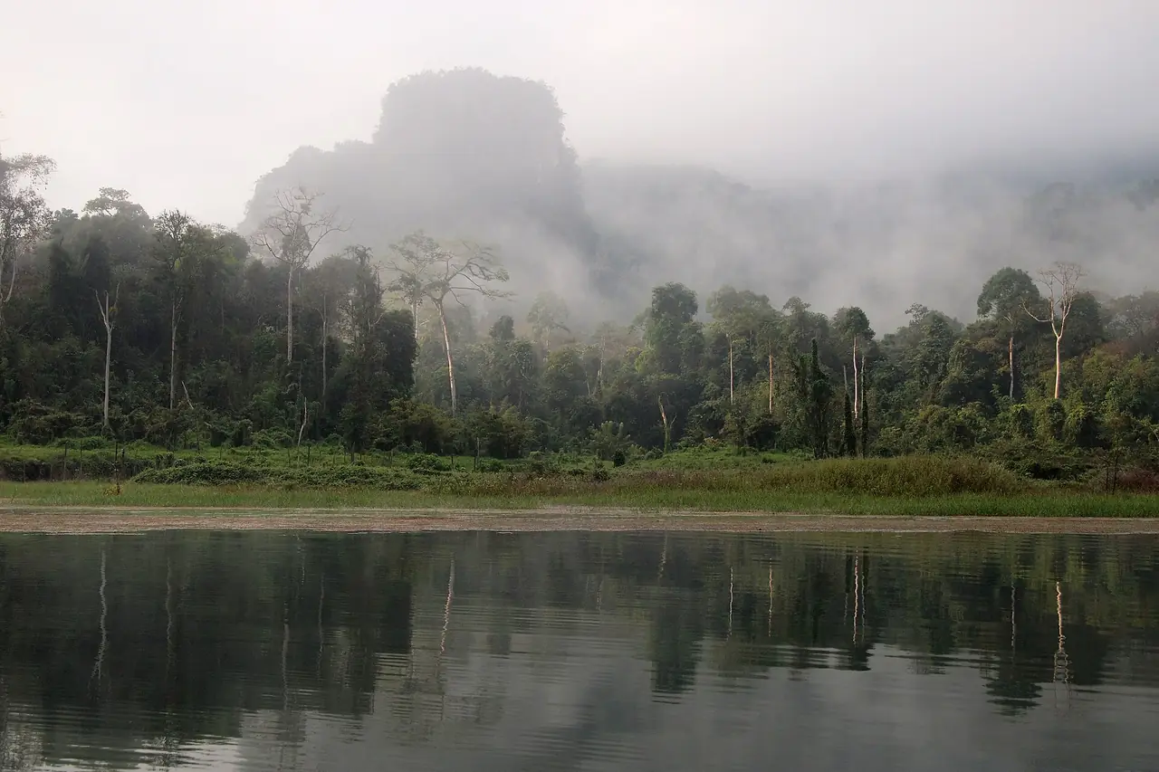 Rainforest and dense undergrowth along Cheow Lan Lake