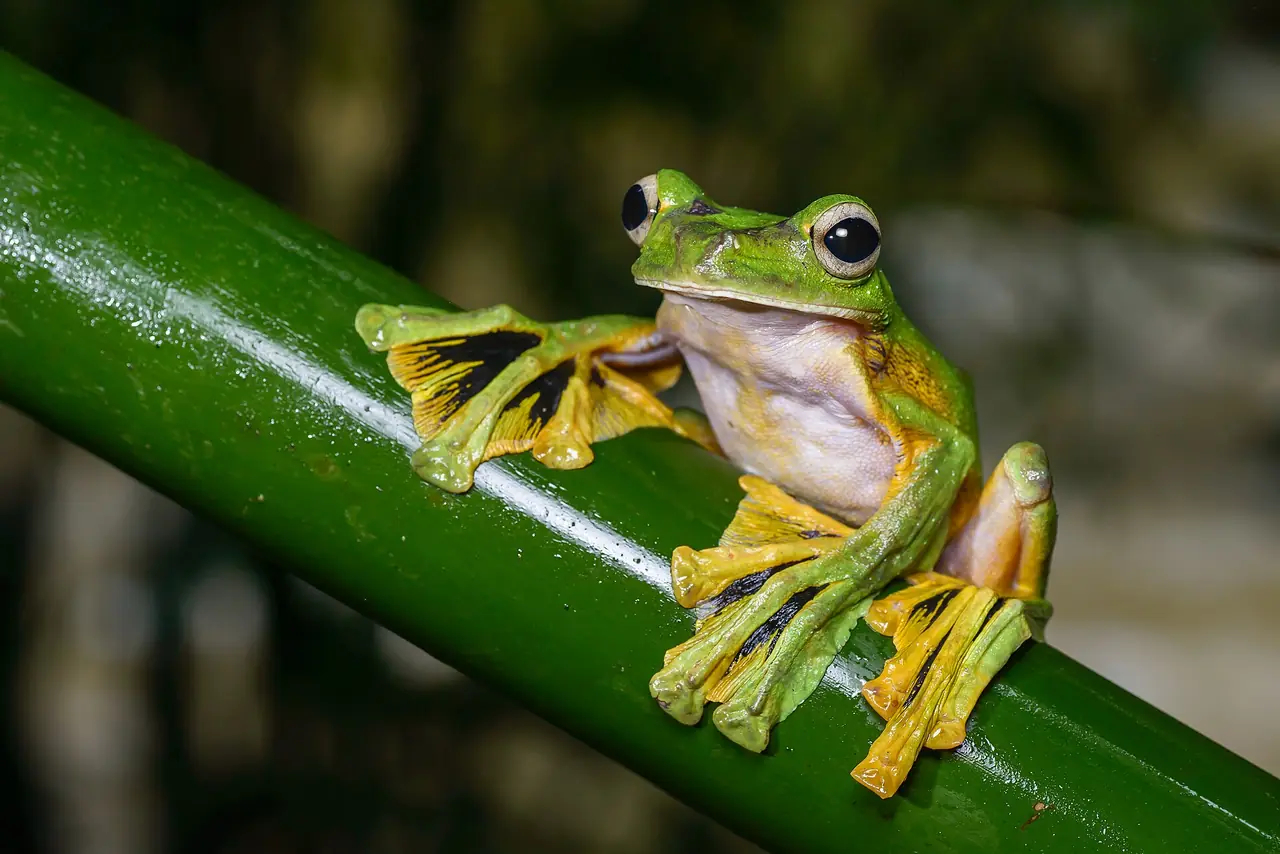 Wallace's flying frog, one of the species recorded in Khao Sok National Park