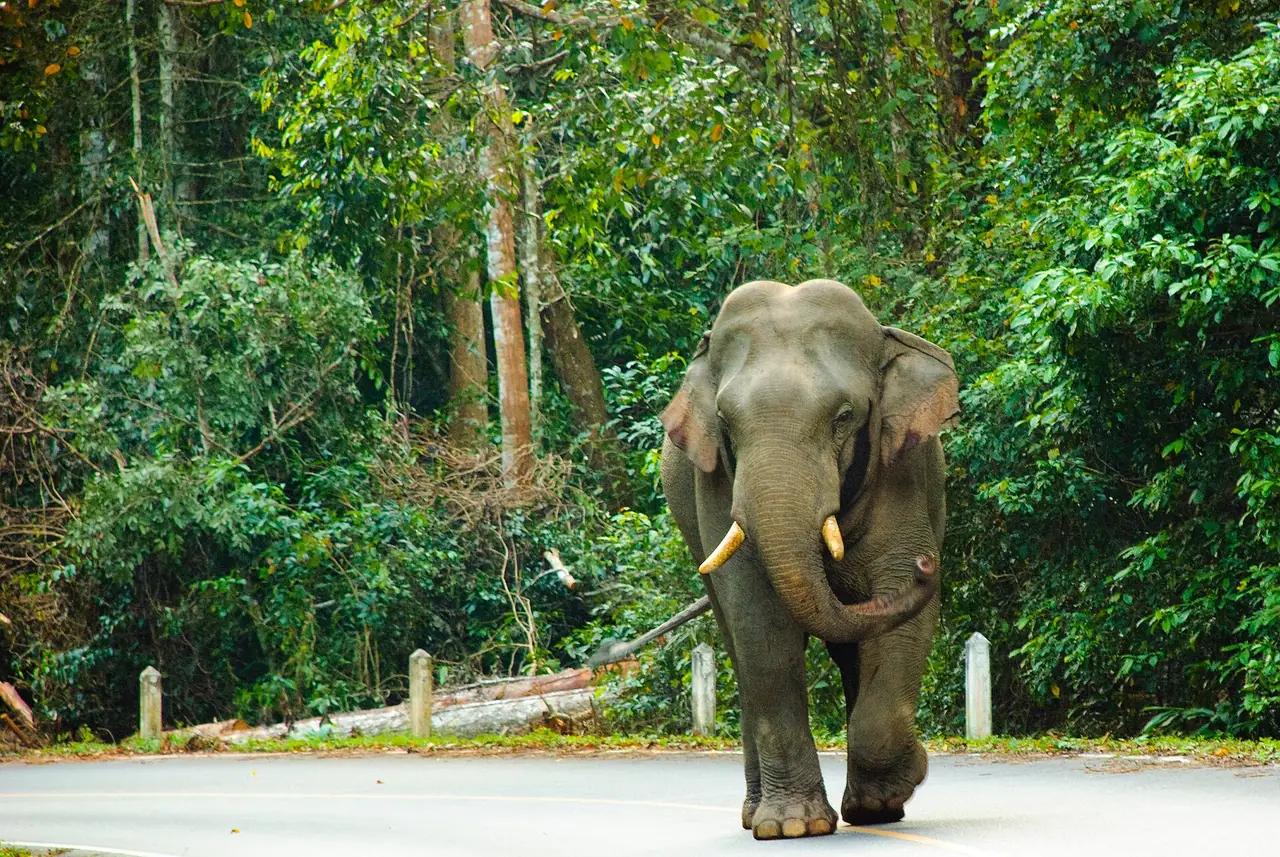 ช้างป่าเดินบนถนนธนะรัชต์ในอุทยานแห่งชาติเขาใหญ่ ภาพถ่ายจาก Wikimedia Commons ภาพนี้แสดงสิ่งที่อาจพบ ไม่ได้แปลว่าจะเจอทุกครั้ง