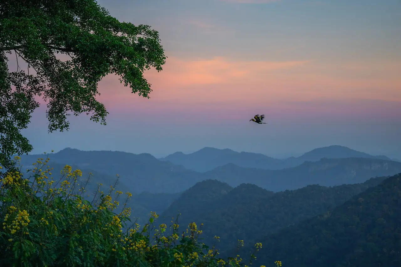 นกกกบินมาเกาะต้นไม้ที่จุดชมวิว กม. 30 อุทยานแห่งชาติเขาใหญ่ ภาพถ่ายจาก Wikimedia Commons