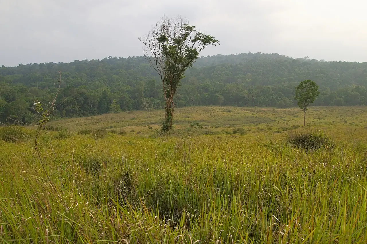 Illustrative view of Khao Yai