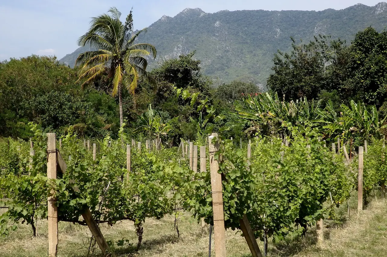ต้นองุ่นในไร่ PB Valley ตำบลพญาเย็น ปากช่อง มีเทือกเขาเป็นฉากหลัง ภาพถ่ายจาก Wikimedia Commons ถ่ายหลายปีก่อน เป็นภาพประกอบ ไม่ใช่สภาพไร่ล่าสุด