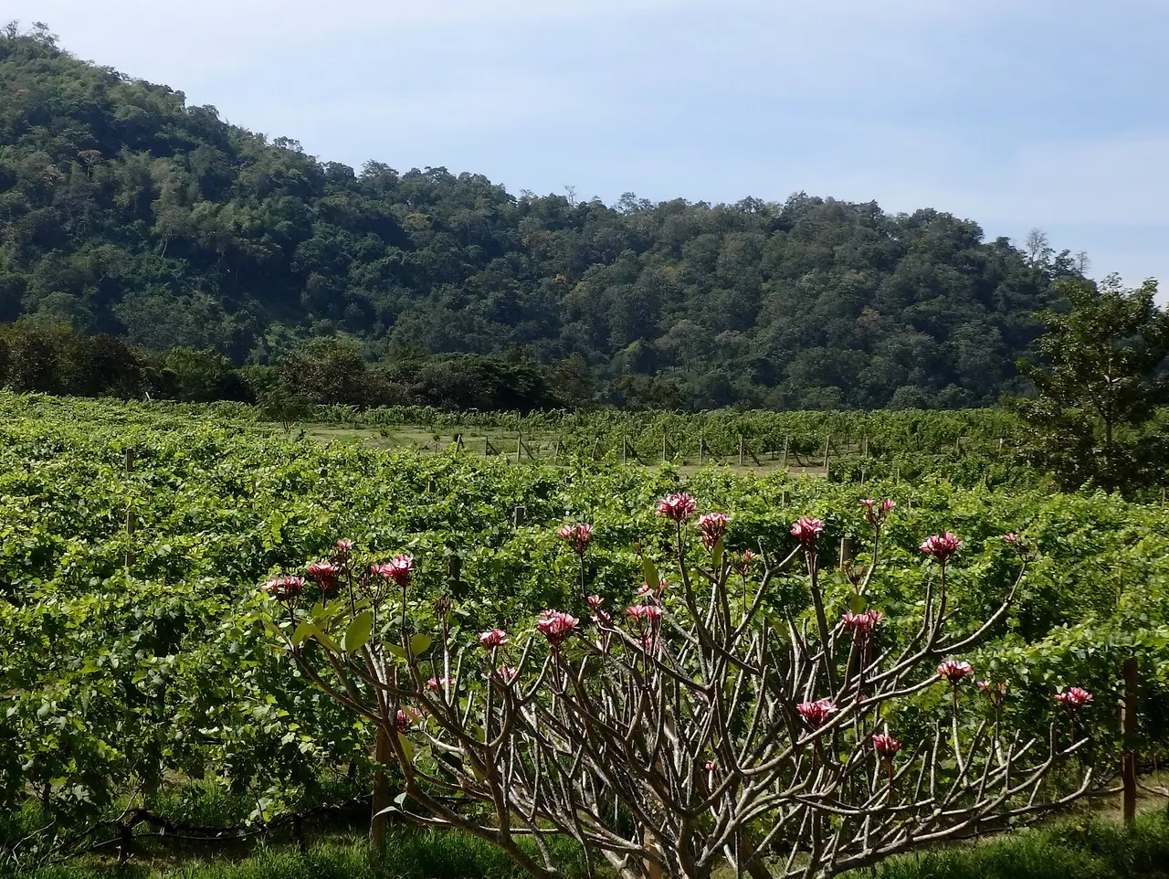 ไร่องุ่นและเขาด้านหลัง ในไร่ PB Valley ภาพถ่ายจาก Wikimedia Commons เป็นภาพประกอบจากอดีต