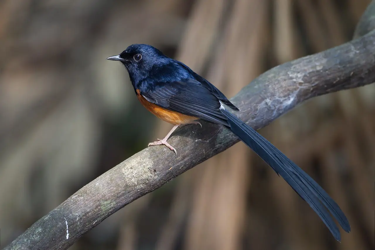 นกกางเขนดง (white-rumped shama) ที่ถ่ายในอุทยานแห่งชาติเขาใหญ่ ภาพประกอบความหลากหลายของนก