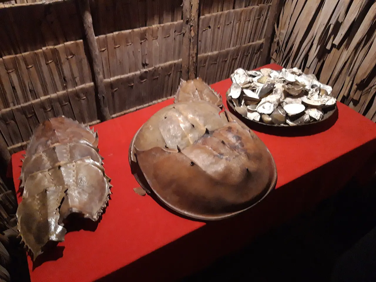 ของจัดแสดงในบ้านของชาว Bajau ที่หมู่บ้าน Mari Mari ตามชื่อภาพบน Commons (ภาพประกอบ)