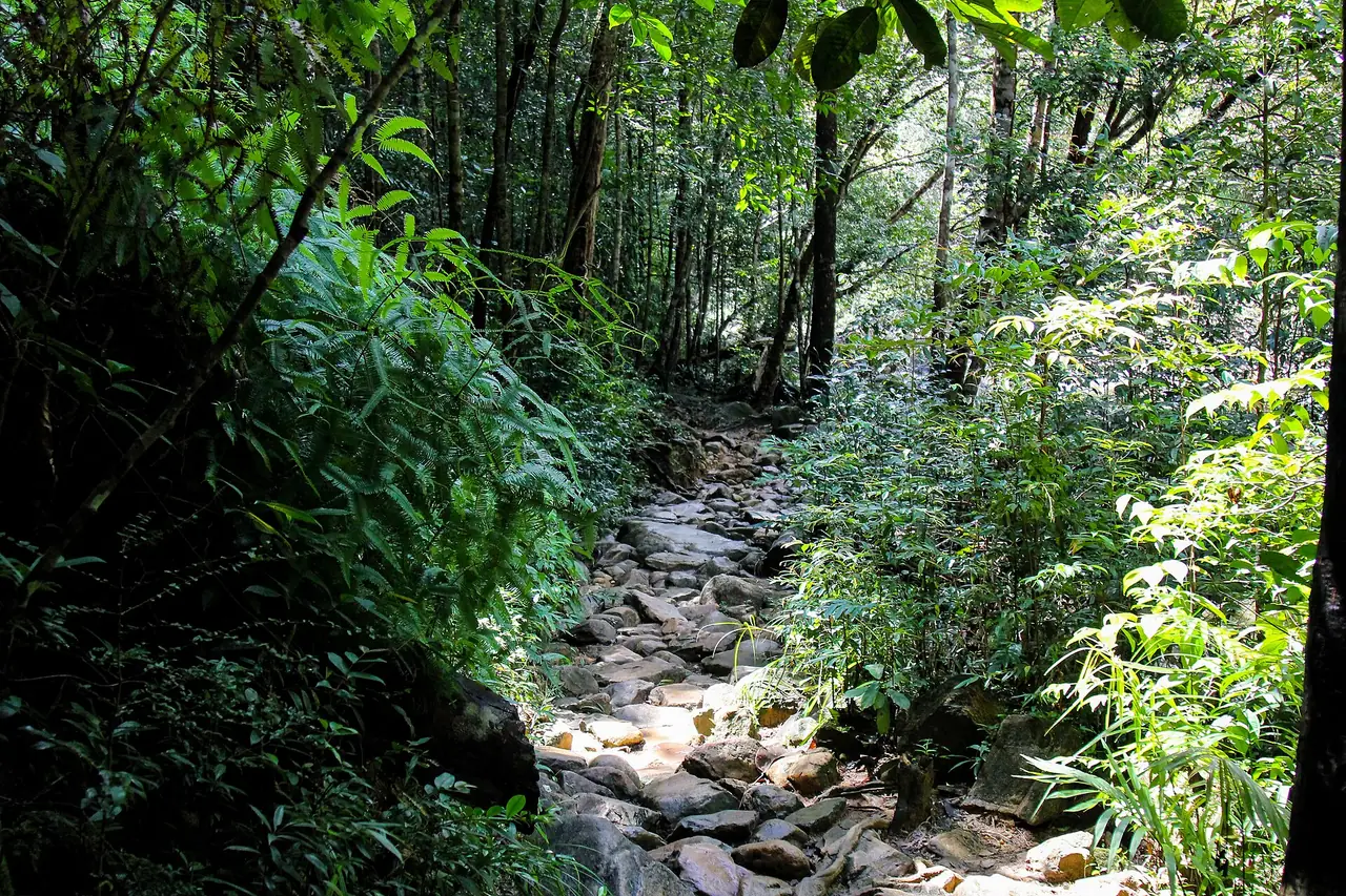 ทางเดินป่าริมลำธารไปยังน้ำตกคลองพลู ภาพของ Taweelarp Prasittinawa จาก Wikimedia Commons