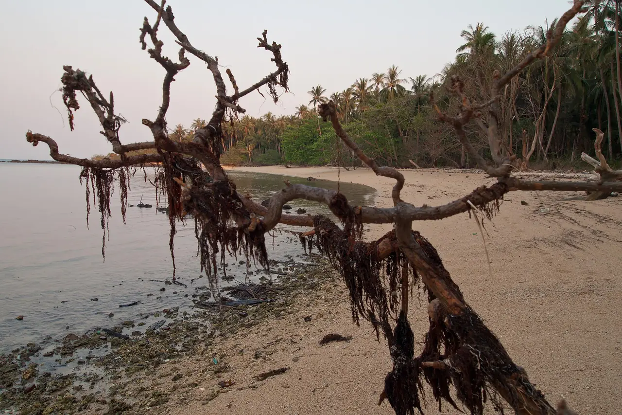 Driftwood tree on a quiet, remote beach on Koh Mak