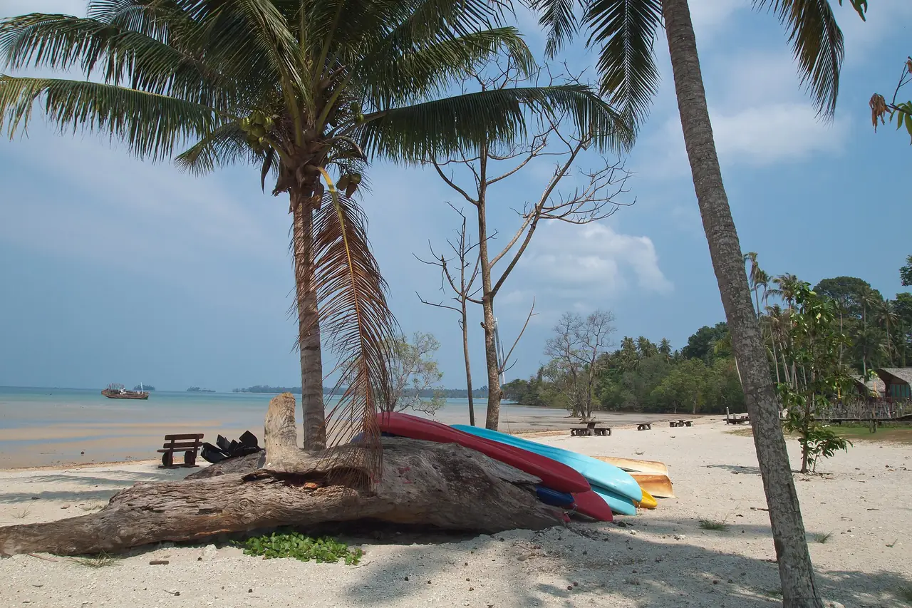 A palm tree and kayaks on a sandy Koh Mak beach