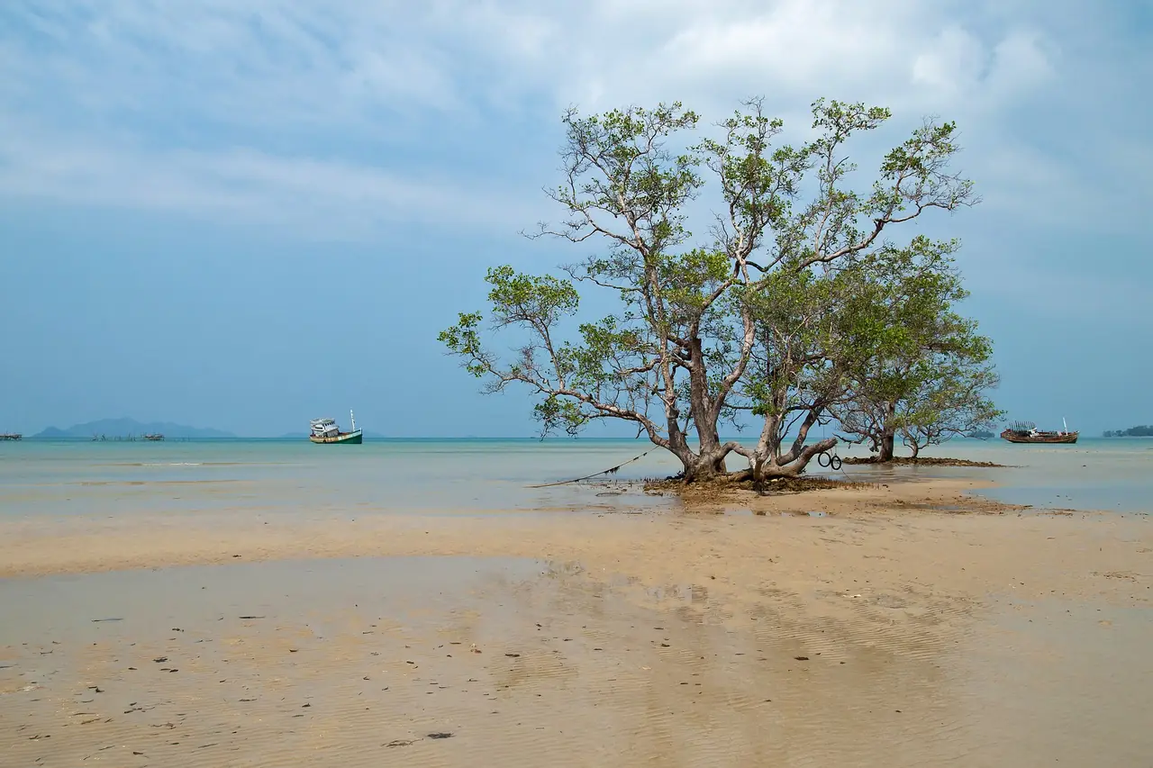 ต้นไม้เดี่ยวกลางหาดทรายน้ำตื้นตอนน้ำลง ภาพของ Vyacheslav Argenberg จาก Wikimedia Commons ตามคำบรรยายภาพบน Commons คือต้นไม้ในลากูนที่เกาะหมาก ใช้เป็นภาพประกอบ