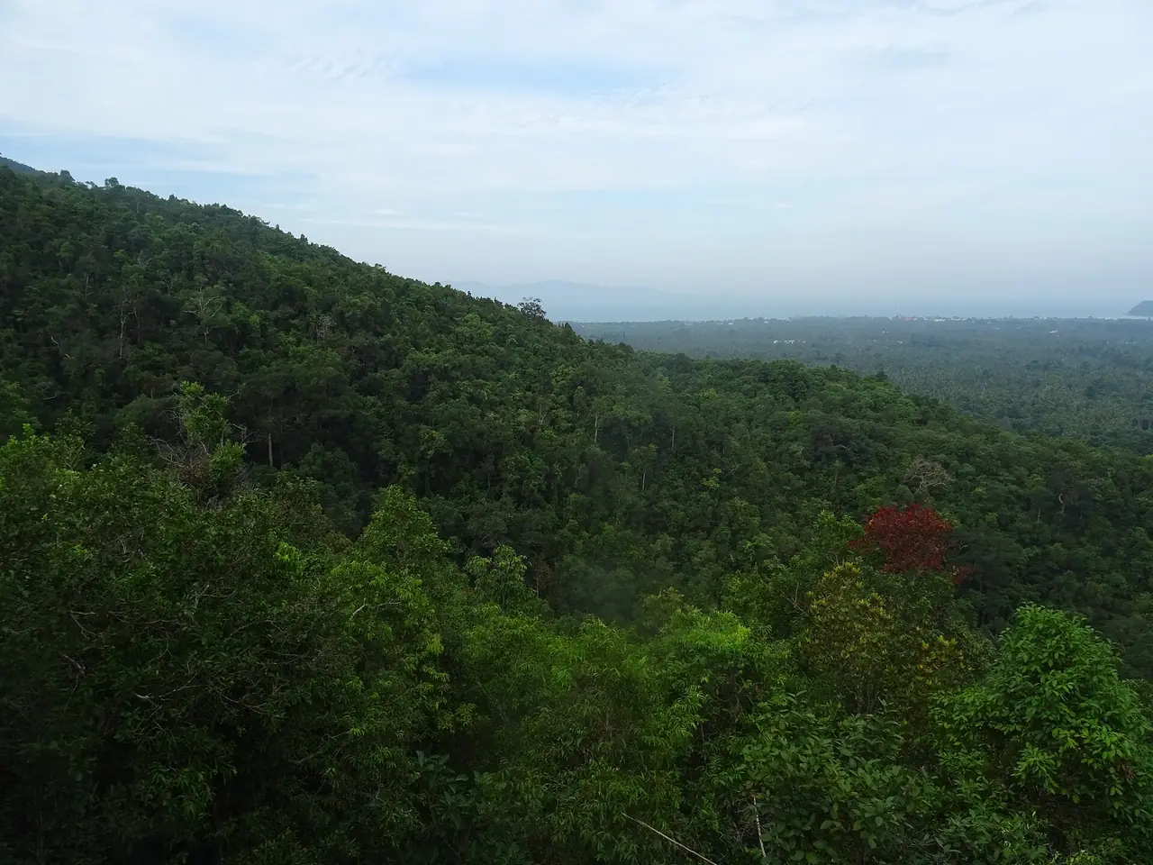 ป่าในอุทยาน ภาพจุดชมวิวใกล้น้ำตกแพรง ภาพถ่ายจาก Wikimedia Commons