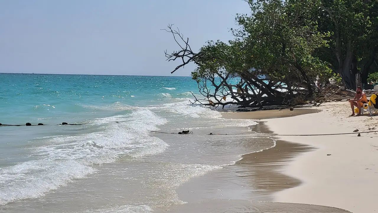 หาดทรายและคลื่นเล็กบนเกาะพีพีดอน ต้นไม้เอนริมหาด ภาพถ่ายต้นปี 2568 ผู้ถ่ายไม่ได้ระบุหาด เป็นภาพประกอบ ภาพถ่ายจาก Wikimedia Commons