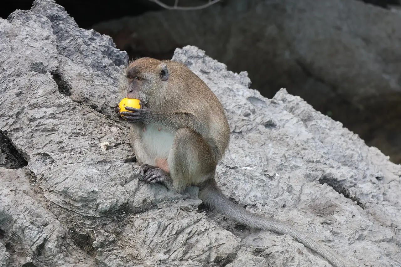 ลิงแสมนั่งกินอาหารอยู่บนก้อนหินที่หาดลิง ภาพถ่ายจาก Wikimedia Commons ภาพนี้เป็นตัวอย่างว่าทำไมต้องเก็บอาหาร