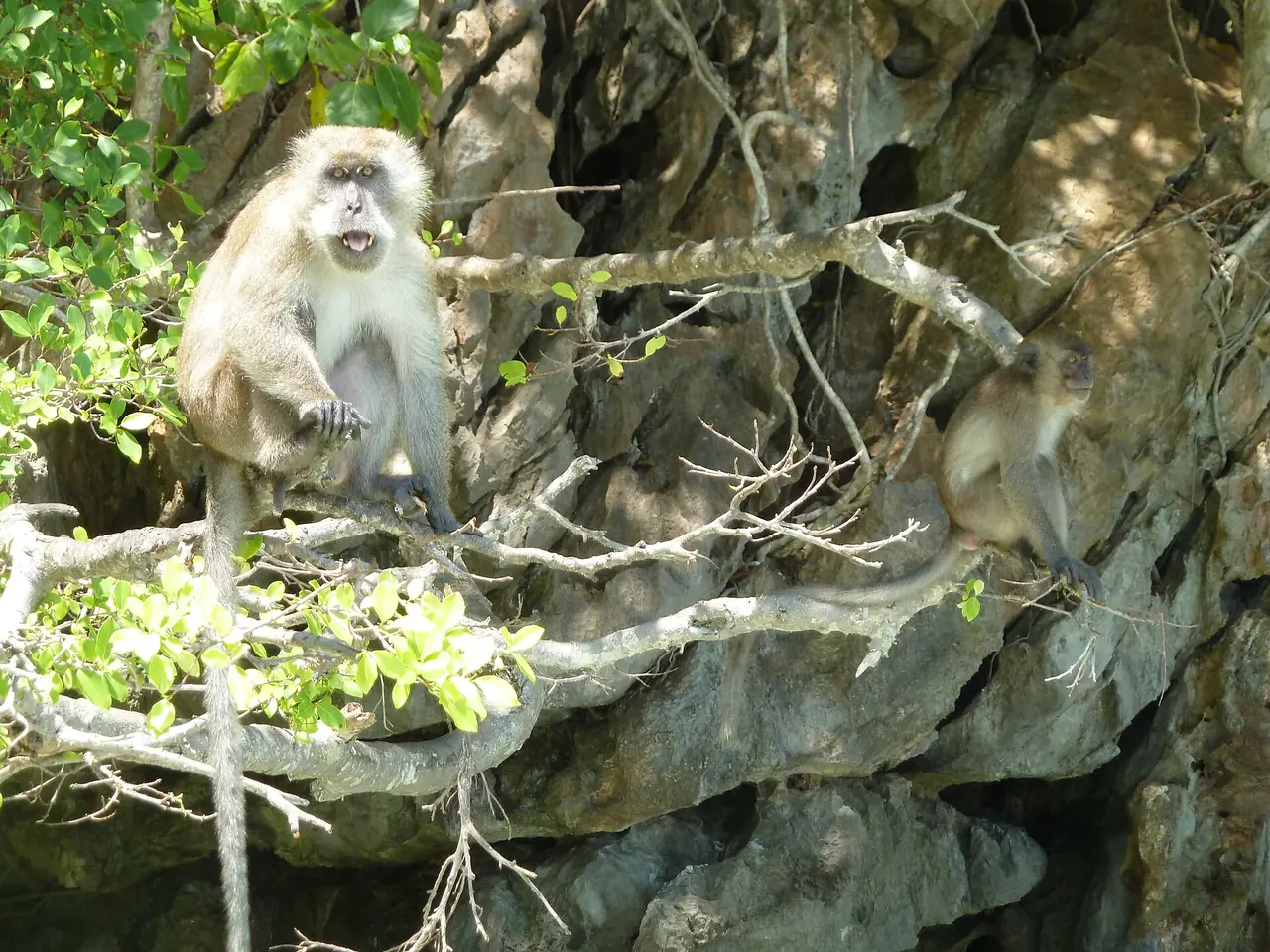 ลิงแสมบนกิ่งไม้ติดผาหิน ภาพที่ผู้ถ่ายตั้งชื่อว่า Monkey Bay เกาะพีพี ภาพถ่ายจาก Wikimedia Commons